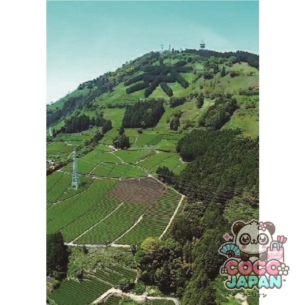 쿠니타루 말차가 들어간 가케가와 차 삼각 티백 40봉지 80g