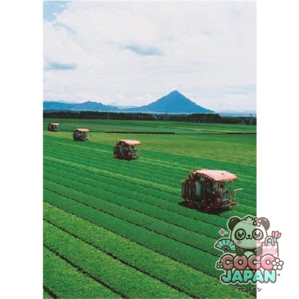 국태루 말차 들어가는 지람차 삼각 티백 40봉지 80g