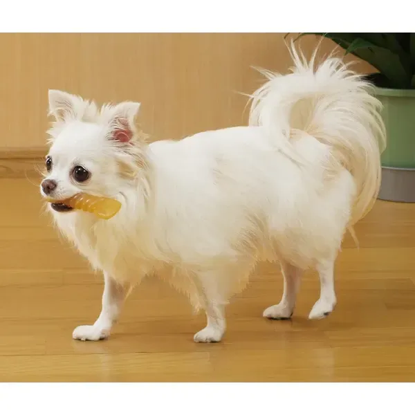 페티오 Petio 감기 CORN 트위스트 치킨 맛 SS